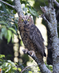 Great Horned Owl 1598
